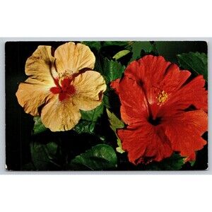 Postcard Florida Hibiscus Flowers Floral c1950s Yellow Red Vintage FL